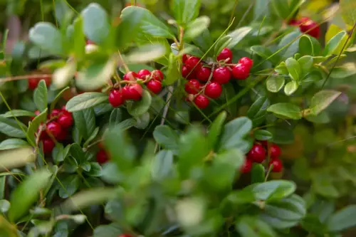 FotograFia-bildmix-lingon-skog-norrkoping