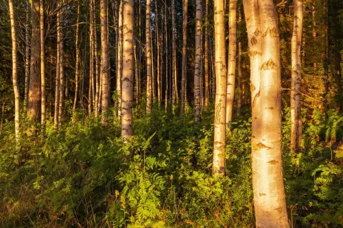 FotograFia-bildmix-morgonljus-skog-hemson