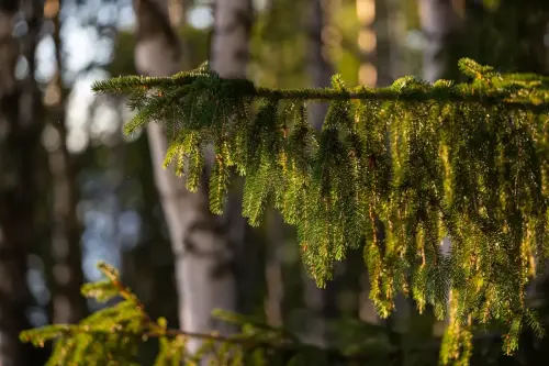 FotograFia-bildmix-morgonljus-skog