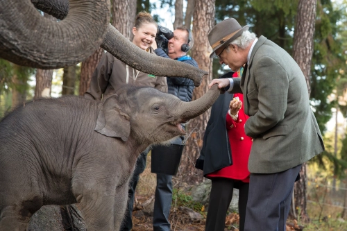 FotograFia-foretag-kolmarden-djurpark-drottning-kungen-elefant